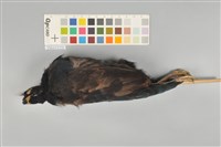 冠鷓鴣藏品圖，第5張